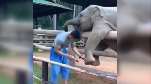 Elephant28jan