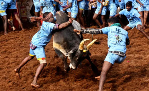 Jallikattu