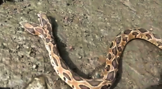 2head-snake-1.