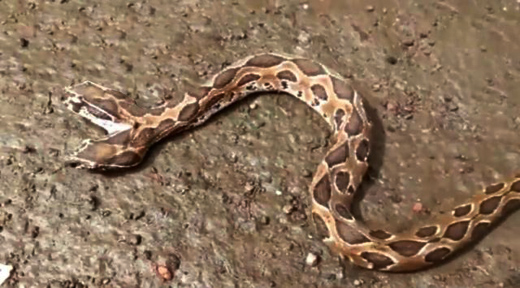 2head-snake.