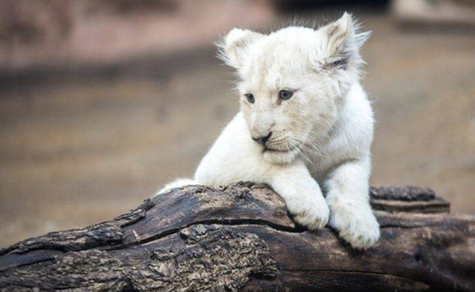 Lion-1.j