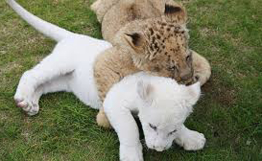 Lion-1.j