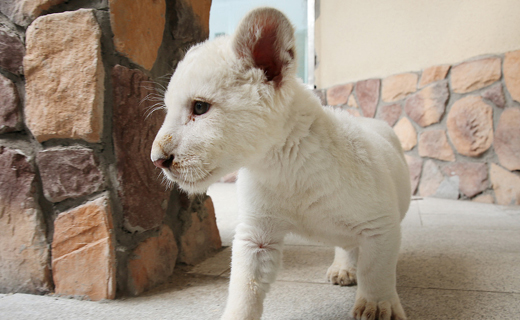 Lion-1.j