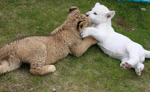 Lion-1.j