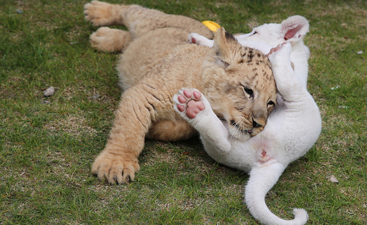 Lion-1.j