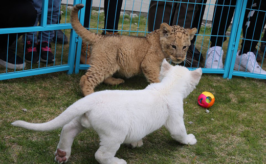 Lion-1.j