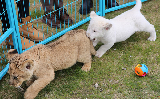 Lion-1.j