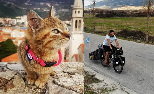 cat-