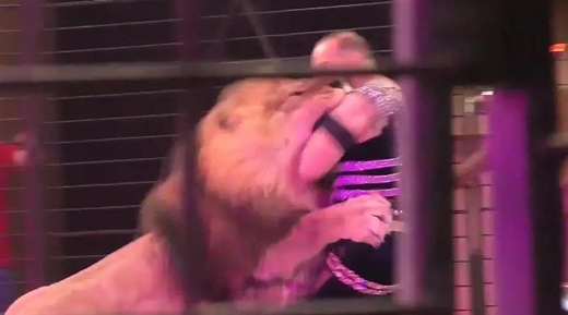 lion1