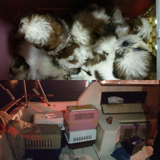 puppies25