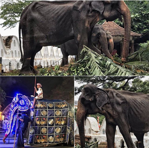 elephant_162