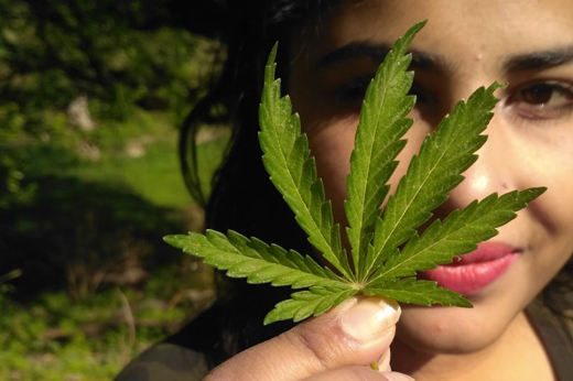 Cannabis22nov1...