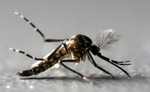 Dengu-mosquito...