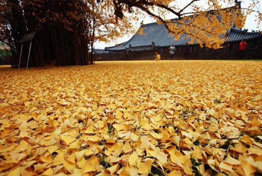 leaves