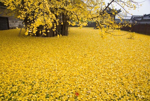 leaves