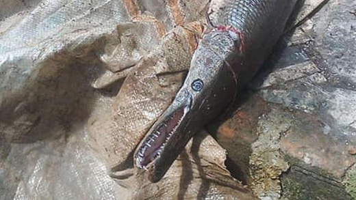 Giant-fish-ker...