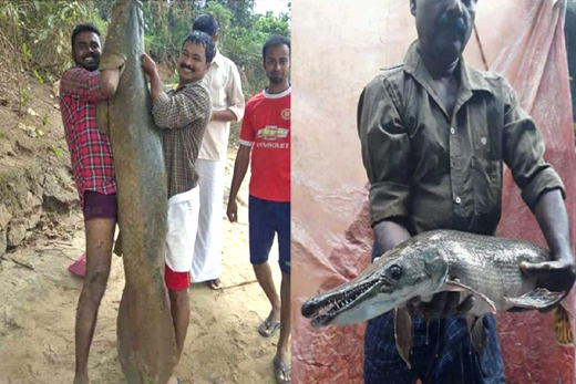 Giant-fish-ker...