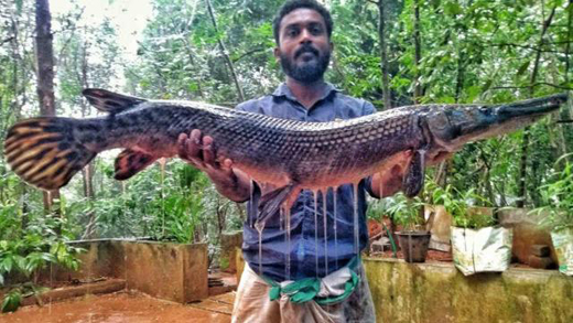 Giant-fish-ker...