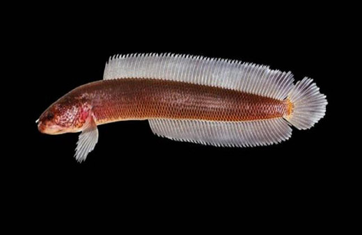 Gollum-fish.