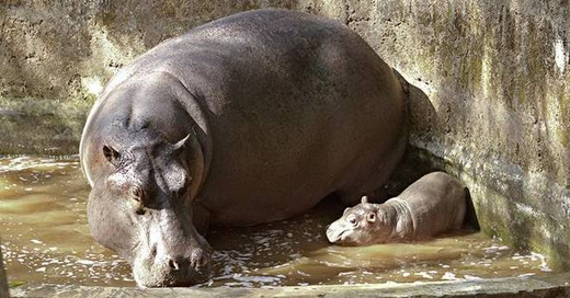 Hippopotamus.