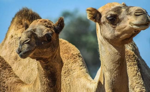 camel14jan20