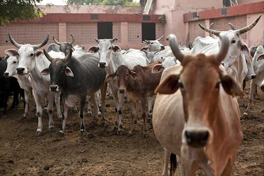 cows31jan19