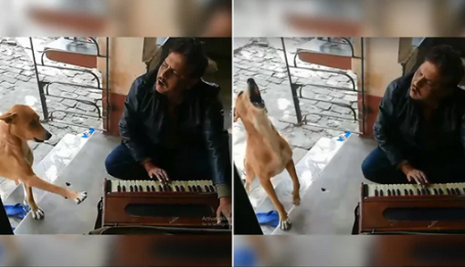 dog16jan20