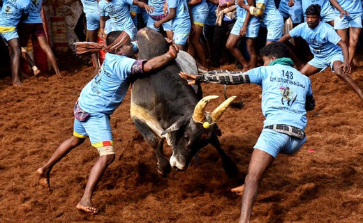 jallikattu21jan19