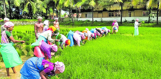 Mangalore Today Latest Main News Of Mangalore Udupi Page Coastal Cultivators Get Rsquo 
