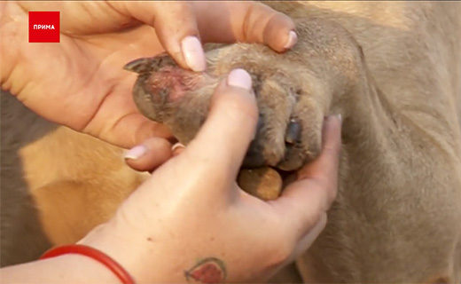 Dog-3.jp