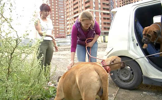 Dog-8.j