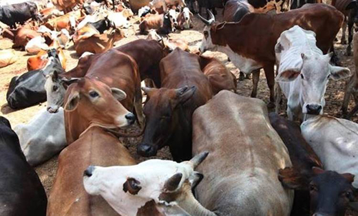cow15jul19