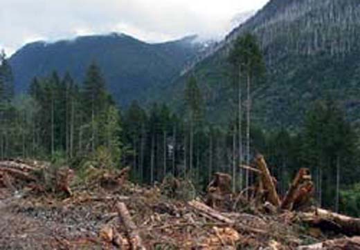 deforeetstion1