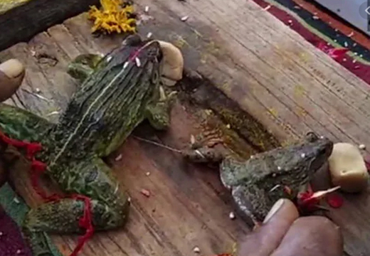 frog-1.