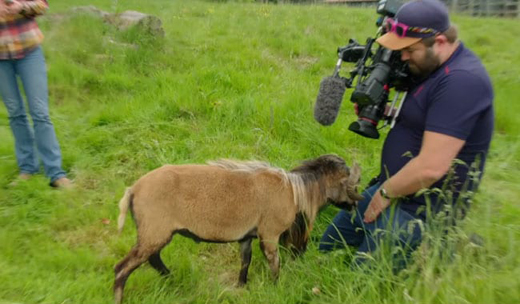 goat-attack