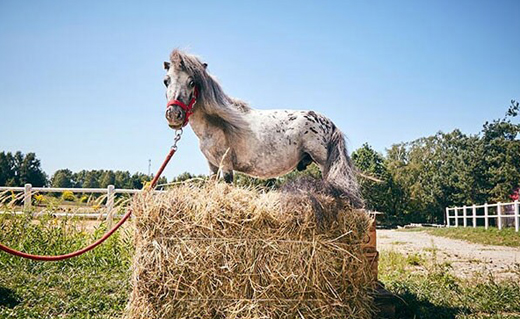 horse-1.jpg