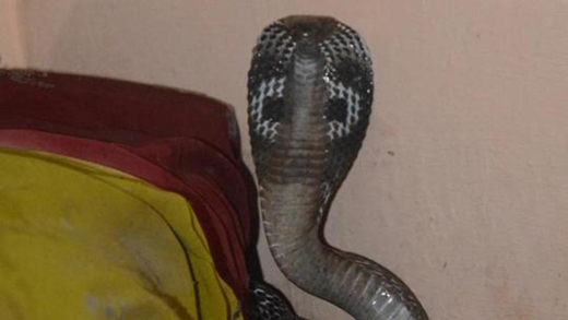 snake12sep19_