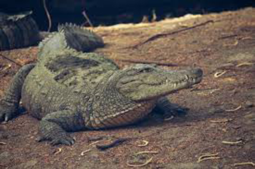 croc19oct19.jpg