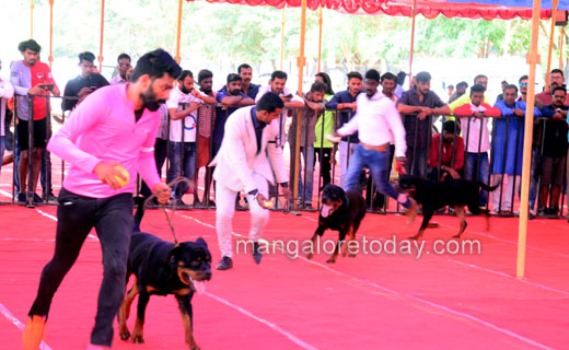 dog-show2dec19...