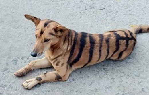 dog-tiger-1