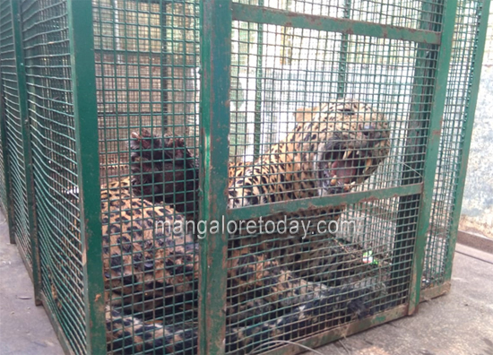 leopard12nov19...