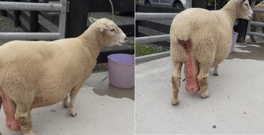 sheep-bra-1