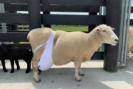 sheep-bra.