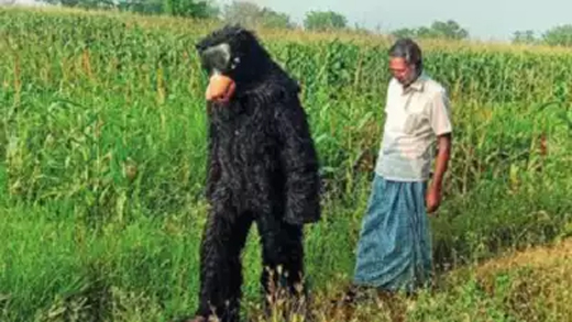 Bear
