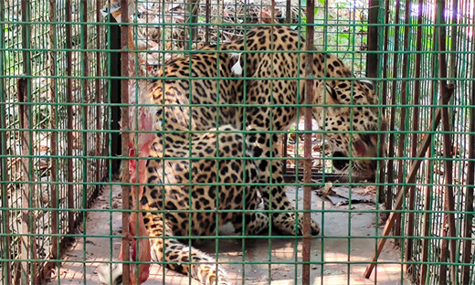 Leopard