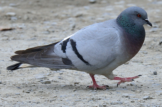 Pigeon