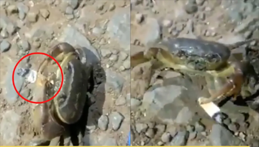 Crab23sep2020