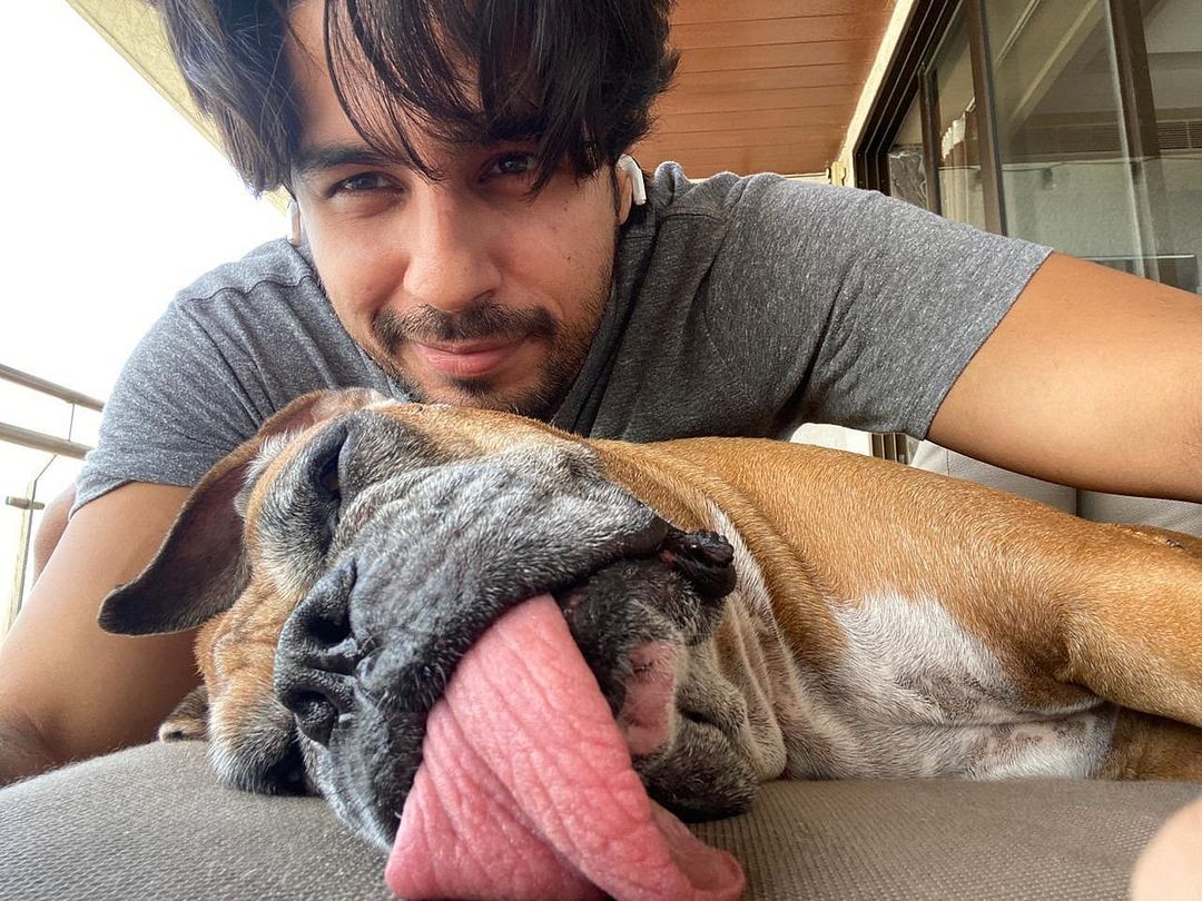 Dogs