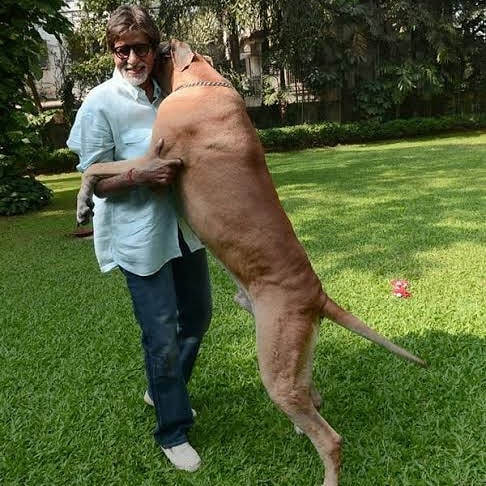 Dogs