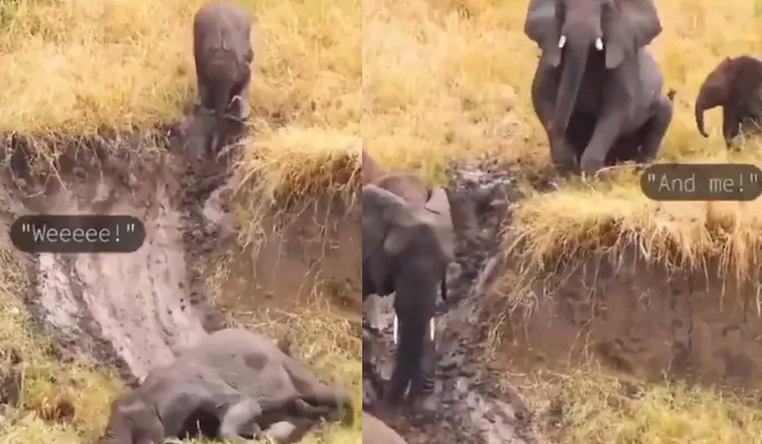 Elephant
